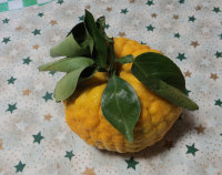 柚子の写真