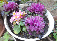 �n�{�^���̎ʐ^