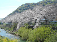 ���Ԍ��̎ʐ^