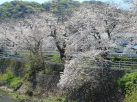 ���Ԍ��̎ʐ^