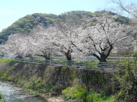 ���Ԍ��̎ʐ^