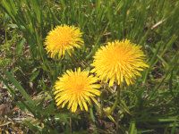 �^���|�|�̎ʐ^