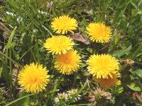 �^���|�|�̎ʐ^